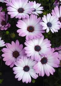 Osteospermum Side Show 'Bicolor Pink'